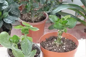 长寿花生长缓慢，用2种“营养剂”，花开更多视频封面