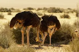 为什么鸵鸟遇到危险，会把头埋在地里？看完你就知道了视频封面