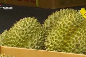 大批榴莲到广州 批发价一斤最低“2字头”视频封面