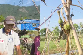 上百亩丝瓜枯死田间，原因还不明，村民损失惨重找谁维权？