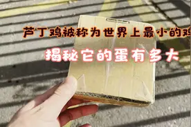 芦丁鸡，被称为世界上最小的鸡，它的蛋能有多大，今天带大家揭秘视频封面