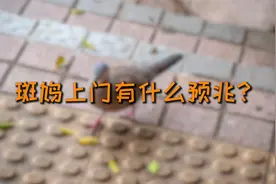 老人说，这种鸟来到你家里，就证明家里有好事发生了！#农村