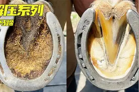 修马蹄，马匹都需要定期修马蹄，野马为什么不用？