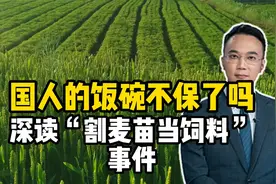 国人的饭碗不保了吗？深读“割麦苗当饲料”事件视频封面