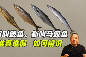 都叫鲅鱼，都叫马鲛鱼，谁真谁假，如何区分辨识