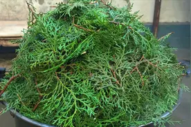 柏树叶煮水洗头真的“白发变黑”吗？看完视频，今天可算弄明白了视频封面