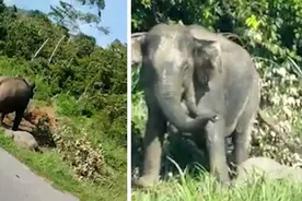 马来西亚一只小象被车撞死 母象愤怒追赶过路汽车视频封面