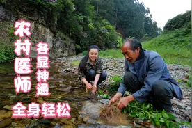 民间传遍的神草四块瓦，跌打损伤离不开，四大天王，你认识吗？