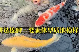 （上）如何挑选锦鲤鱼？体型·质地·模样三要素缺一不可！