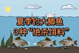 夏季钓大鲫鱼，掌握3种“绝杀饵料”，钓得多也不难