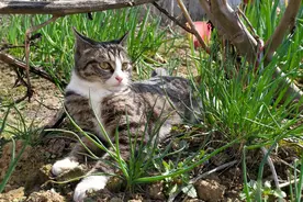 狸花猫懒不懒，带它出门就知道了，能坚持3分钟算我输！