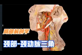 局部解剖学 -颈部（颈动脉三角）视频封面