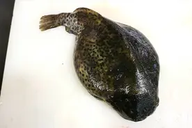 做海参斑鱼汤不要鱼先下锅炖哦 先爆锅哦 在下鱼 食用味道极鲜美