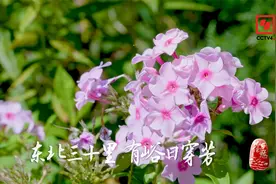 今晚20:00，CCTV4，穿过花海 体验隐逸生活视频封面