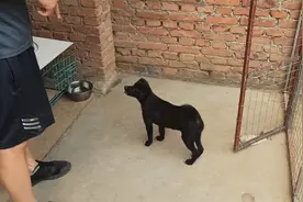 传说中的“黄河乌犬”：黑狗白胸，四蹄踏雪，土狗里面的颜值担当视频封面