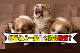 柯基幼犬一般什么时候断奶？视频封面