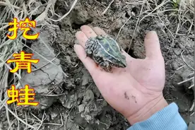 在养殖场挖青蛙，没想到它躲得那么深，究竟是怎么挖进去的！