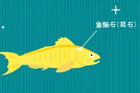 黄花鱼脑袋里的石头有什么用？