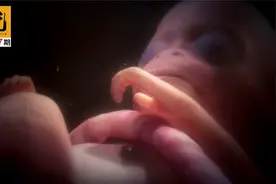 250天跟拍，全程纪录幼崽的成长过程，很难拒绝如此美好的纪录片