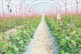 中国好果园发现之旅海南站2＃众好果的Vlog＃100亩哈密瓜基地