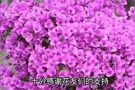 带你认识三十个三角梅的品种和名称，你更喜欢哪个呢？赶紧收藏吧视频封面