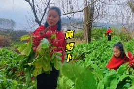 湘西本地露天红萝卜，摘点做酸萝卜尝尝鲜，老坛子腌制酸甜脆口！