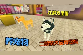 迷你世界：萌宠饲养员 在游戏里面养宠物二哈柴犬应有尽有