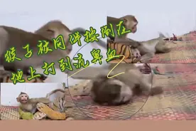 动物世界·猴子被同伴按倒在地打到流鼻血、哭喊发抖视频封面