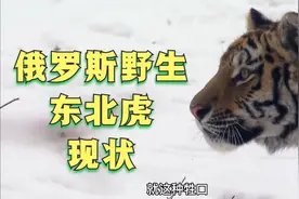 俄罗斯东北虎，也是保护动物！专门为它安排冬季狩猎场！视频封面