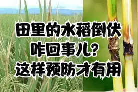 水稻倒伏的原因及补救措施。视频封面