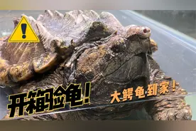 大鳄龟到家开箱，这玩意太吓人了，家里有小孩子的别养！视频封面