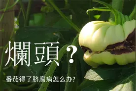 番茄烂头是怎么回事？如何防治番茄脐腐病视频封面