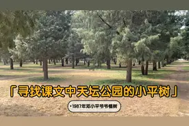 寻找课文中天坛公园的小平树