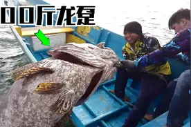 国外海钓走了狗屎运，发现世界最大石斑鱼龙趸，体型超过300斤视频封面