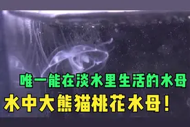 唯一能在淡水里生活的水母，水中大熊猫桃花水母！