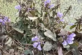 半枝莲又叫韩信草，称之为“蛇药”作用厉害了，赶紧认识一下视频封面