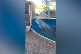 太逗了！一群调皮海豚隔着玻璃遛狗狗 傻狗被耍得绕着场地团团转