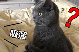 女主人学猫咪舔毛的口水声，猫：要不让给你来舔？