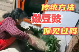 四川巴中农村做豆豉，要用这种树叶来发酵，你见过吗