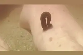 以吸食血液为生的水蛭，吸了502胶水会怎样呢？差点就被骗到了