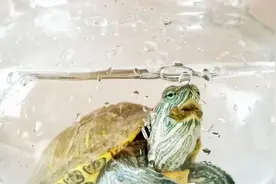 终于看清楚乌龟是怎么吃龟粮的，巴西龟真能吃，喂35粒龟粮都吃完视频封面