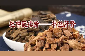 杜仲配续断——补益肝肾