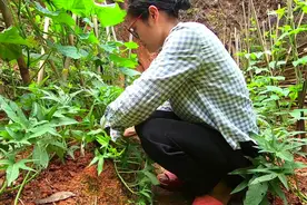 广西人爱吃的这种番薯叶，种1个月就能采摘了，几个月都吃不完视频封面