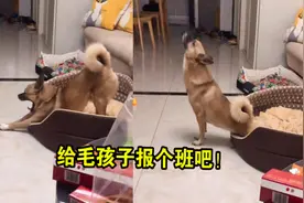 狗子整天不离窝，睡累了做“瑜伽”舒展，动作标准网友直呼做不来
