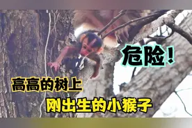 小猴子不慎从树上掉下来，命悬一线，幸亏摄影小哥出手相救视频封面