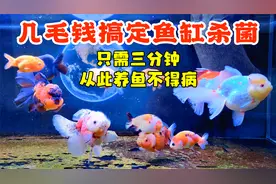 几毛钱搞定鱼缸杀菌，只需三分钟，轻松安全度过鱼病期