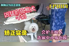 EP009領养的比熊犬会护主咬人怎么办？狗狗行为矫正训练视频封面