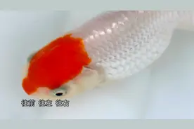 欣赏金鱼俯视是传统，伴随玻璃鱼缸，侧视金鱼会替代俯视金鱼吗