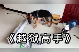 德牧居然也是个拆家的好手，高智商越狱之后，欺负起了尿布？
