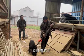 五十斤重精品黑狼犬，550块钱送上狗肉车，希望是个好的归宿